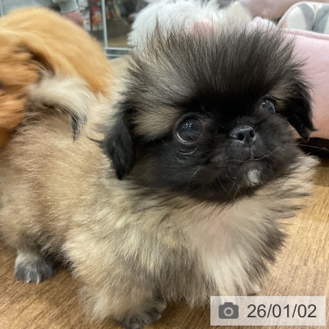 埼玉県のペキニーズ (ペッツワン 吉川美南店/2025年10月29日生まれ/男の子/フォーン)の子犬の3枚目の画像