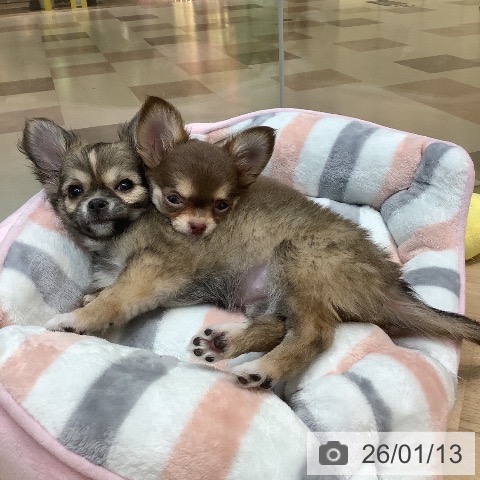 埼玉県のチワワ(ロング) (ペットプラス ららぽーと新三郷店/2025年10月30日生まれ/女の子/チョコレートタン)の子犬の3枚目の画像