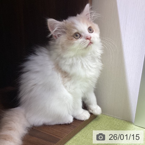富山県のスコティッシュフォールド (ペットプラス 高岡店/2025年10月31日生まれ/男の子/クリームタビーホワイト)の子猫の4枚目の画像