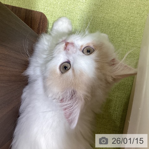 富山県のスコティッシュフォールド (ペットプラス 高岡店/2025年10月31日生まれ/男の子/クリームタビーホワイト)の子猫の3枚目の画像