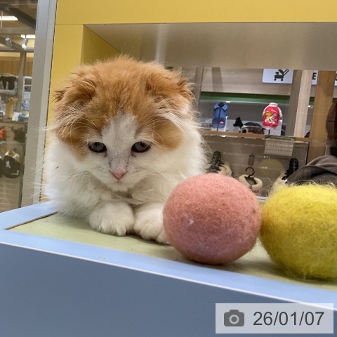 愛知県のスコティッシュフォールド (ペットプラス mozoワンダーシティ店/2025年10月31日生まれ/男の子/レッドタビーホワイト)の子猫の4枚目の画像