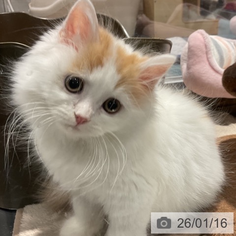 埼玉県のマンチカン (ペットプラス コクーンシティ店/2025年10月23日生まれ/男の子/レッドタビーホワイト)の子猫の4枚目の画像