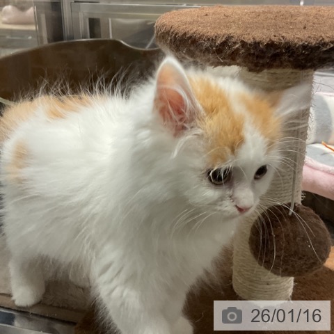 埼玉県のマンチカン (ペットプラス コクーンシティ店/2025年10月23日生まれ/男の子/レッドタビーホワイト)の子猫の3枚目の画像
