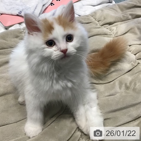 埼玉県のマンチカン (ペットプラス コクーンシティ店/2025年10月23日生まれ/男の子/レッドタビーホワイト)の子猫の3枚目の画像