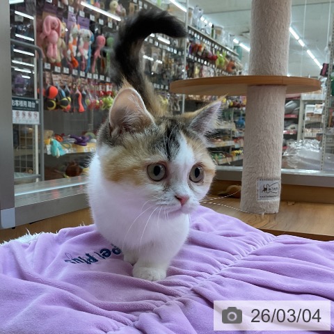 マンチカンの写真