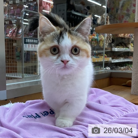 マンチカンの写真