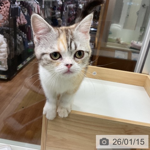 千葉県のスコティッシュフォールド (ペットプラス 成田店/2025年10月3日生まれ/女の子/シルバーパッチドタビーホワイト)の子猫の4枚目の画像