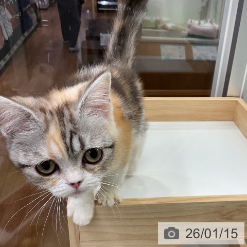 千葉県のスコティッシュフォールド (ペットプラス 成田店/2025年10月3日生まれ/女の子/シルバーパッチドタビーホワイト)の子猫の3枚目の画像