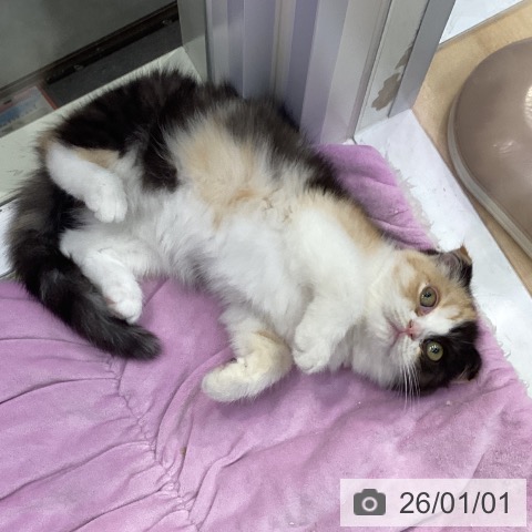 三重県のスコティッシュフォールド (ペットプラス 津南店/2025年10月3日生まれ/女の子/ブラウンパッチドタビーホワイト)の子猫の3枚目の画像