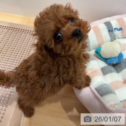 愛知県のトイプードル(トイ) (ペットプラス 名古屋茶屋店/2025年10月30日生まれ/女の子/レッド)の子犬の4枚目の画像