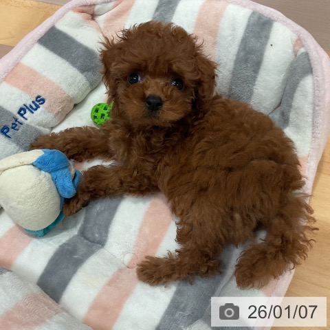 愛知県のトイプードル(トイ) (ペットプラス 名古屋茶屋店/2025年10月30日生まれ/女の子/レッド)の子犬の3枚目の画像