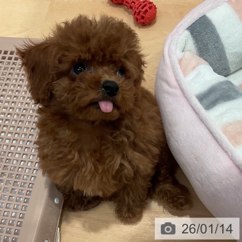 愛知県のトイプードル(トイ) (ペットプラス 名古屋茶屋店/2025年10月30日生まれ/女の子/レッド)の子犬の4枚目の画像