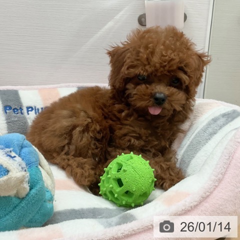 愛知県のトイプードル(トイ) (ペットプラス 名古屋茶屋店/2025年10月30日生まれ/女の子/レッド)の子犬の3枚目の画像