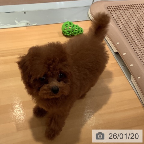 愛知県のトイプードル(トイ) (ペットプラス 名古屋茶屋店/2025年10月30日生まれ/女の子/レッド)の子犬の4枚目の画像