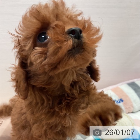 愛知県のトイプードル(トイ) (ペットプラス 名古屋茶屋店/2025年10月30日生まれ/女の子/レッド)の子犬の3枚目の画像