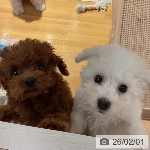 愛知県のトイプードル(トイ) (ペットプラス 名古屋茶屋店/2025年10月30日生まれ/女の子/レッド)の子犬の3枚目の画像