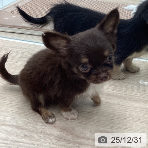 石川県のチワワ(ロング) (ペットプラス 白山店/2025年10月29日生まれ/男の子/チョコレートタンホワイト)の子犬の4枚目の画像