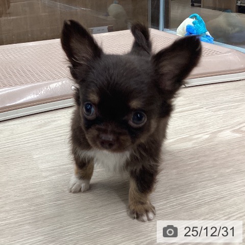 石川県のチワワ(ロング) (ペットプラス 白山店/2025年10月29日生まれ/男の子/チョコレートタンホワイト)の子犬の3枚目の画像