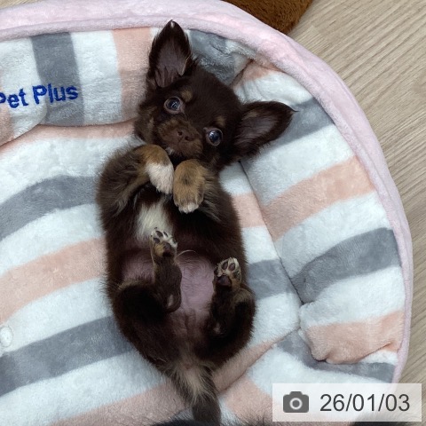 石川県のチワワ(ロング) (ペットプラス 白山店/2025年10月29日生まれ/男の子/チョコレートタンホワイト)の子犬の3枚目の画像