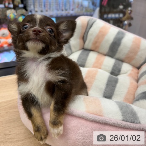 神奈川県のチワワ(ロング) (ペットプラス 武蔵小杉店/2025年10月29日生まれ/女の子/チョコレートタンホワイト)の子犬の3枚目の画像