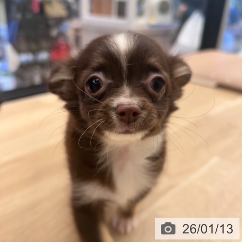 神奈川県のチワワ(ロング) (ペットプラス 武蔵小杉店/2025年10月29日生まれ/女の子/チョコレートタンホワイト)の子犬の4枚目の画像