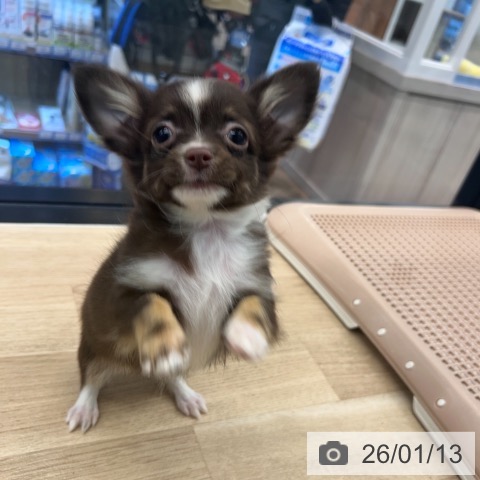 神奈川県のチワワ(ロング) (ペットプラス 武蔵小杉店/2025年10月29日生まれ/女の子/チョコレートタンホワイト)の子犬の3枚目の画像