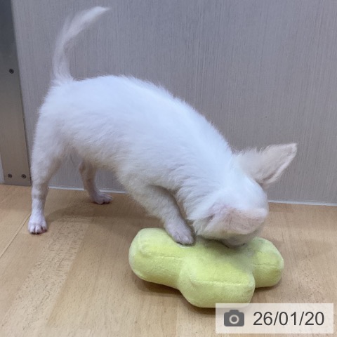 三重県のチワワ(ロング) (ペットプラス 津南店/2025年10月30日生まれ/女の子/ホワイトクリーム)の子犬の4枚目の画像