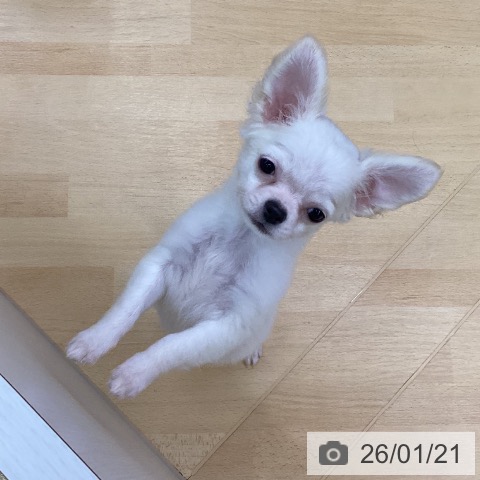 三重県のチワワ(ロング) (ペットプラス 津南店/2025年10月30日生まれ/女の子/ホワイトクリーム)の子犬の3枚目の画像