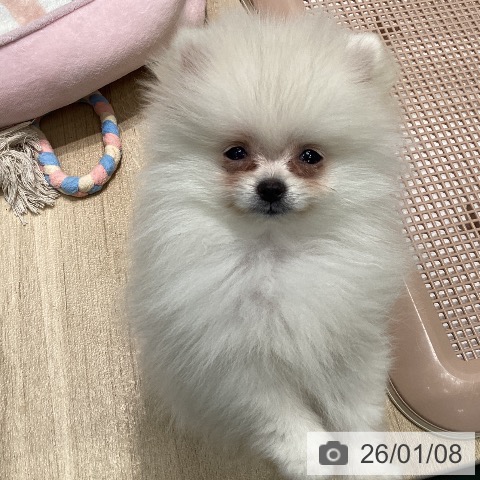 愛知県のポメラニアン (ペットプラス 則武新町店/2025年10月19日生まれ/女の子/ホワイト)の子犬の3枚目の画像