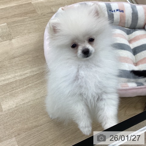 愛知県のポメラニアン (ペットプラス 千音寺店/2025年10月19日生まれ/女の子/ホワイト)の子犬の4枚目の画像