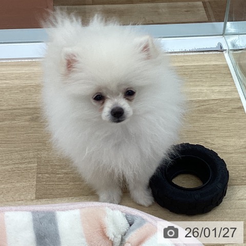 愛知県のポメラニアン (ペットプラス 千音寺店/2025年10月19日生まれ/女の子/ホワイト)の子犬の3枚目の画像
