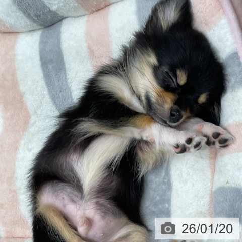 埼玉県のチワワ(ロング) (ペットプラス ららぽーと富士見店/2025年10月30日生まれ/男の子/ブラックタンホワイト)の子犬の3枚目の画像