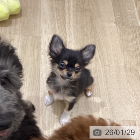 東京都のチワワ(ロング) (ペットプラス MARK IS 葛飾かなまち店/2025年10月30日生まれ/男の子/ブラックタンホワイト)の子犬の4枚目の画像