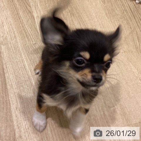 東京都のチワワ(ロング) (ペットプラス MARK IS 葛飾かなまち店/2025年10月30日生まれ/男の子/ブラックタンホワイト)の子犬の3枚目の画像