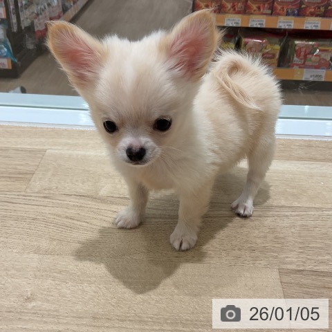 三重県のチワワ(ロング) (ペットプラス 鈴鹿店/2025年10月29日生まれ/男の子/クリームホワイト)の子犬の4枚目の画像