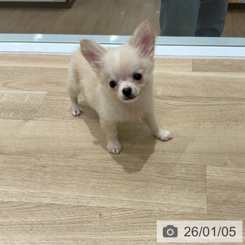 三重県のチワワ(ロング) (ペットプラス 鈴鹿店/2025年10月29日生まれ/男の子/クリームホワイト)の子犬の3枚目の画像