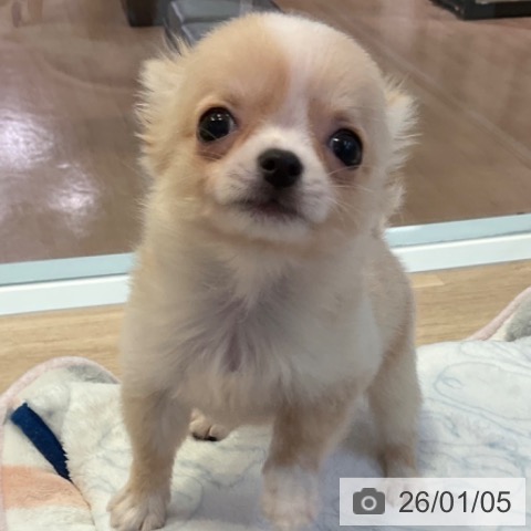 愛知県のチワワ(ロング) (ペットプラス 岡崎店/2025年10月29日生まれ/女の子/クリームホワイト)の子犬の3枚目の画像