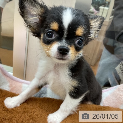 埼玉県のチワワ(ロング) (ペットプラス 浦和美園店/2025年10月21日生まれ/男の子/ブラックタンホワイト)の子犬の3枚目の画像