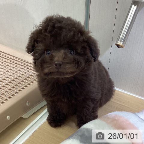 愛知県のトイプードル(トイ) (ペットプラス ナゴヤドーム前店/2025年10月28日生まれ/男の子/ブラウン)の子犬の4枚目の画像