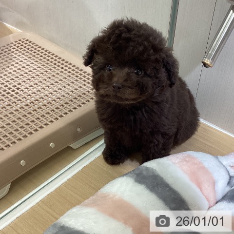 愛知県のトイプードル(トイ) (ペットプラス ナゴヤドーム前店/2025年10月28日生まれ/男の子/ブラウン)の子犬の3枚目の画像
