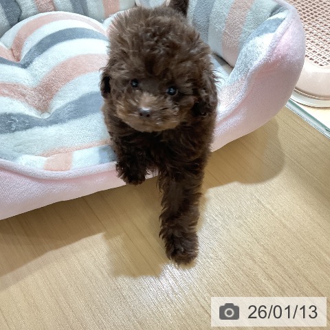 愛知県のトイプードル(トイ) (ペットプラス ナゴヤドーム前店/2025年10月28日生まれ/男の子/ブラウン)の子犬の3枚目の画像