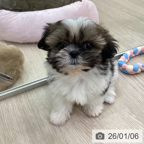 愛知県のシーズー (ペットプラス 豊田店/2025年10月30日生まれ/女の子/ゴールドホワイト)の子犬の3枚目の画像