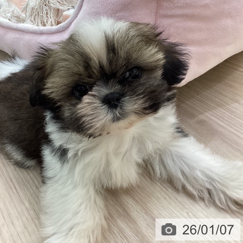 愛知県のシーズー (ペットプラス 豊田店/2025年10月30日生まれ/女の子/ゴールドホワイト)の子犬の3枚目の画像