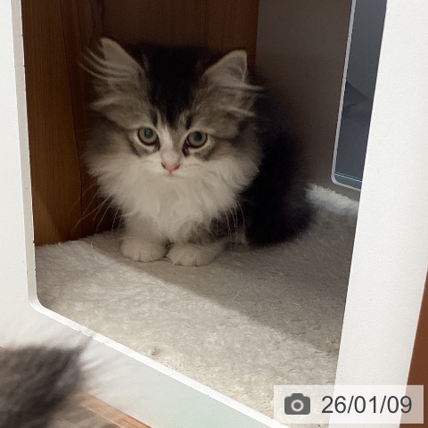 埼玉県のラガマフィン (ペットプラス 浦和美園店/2025年10月24日生まれ/女の子/ブラウンタビーホワイト)の子猫の4枚目の画像