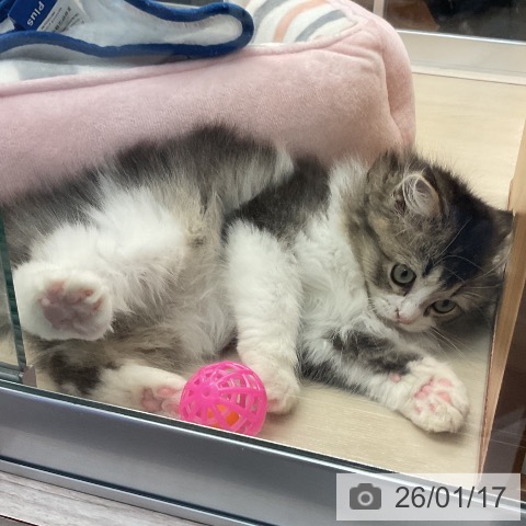 埼玉県のラガマフィン (ペットプラス 浦和美園店/2025年10月24日生まれ/女の子/ブラウンタビーホワイト)の子猫の4枚目の画像