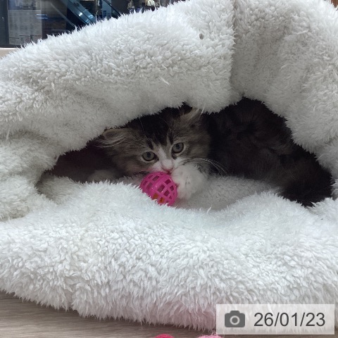 埼玉県のラガマフィン (ペットプラス 浦和美園店/2025年10月24日生まれ/女の子/ブラウンタビーホワイト)の子猫の4枚目の画像