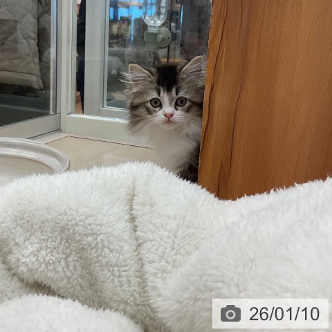 埼玉県のラガマフィン (ペットプラス 浦和美園店/2025年10月24日生まれ/女の子/ブラウンタビーホワイト)の子猫の3枚目の画像