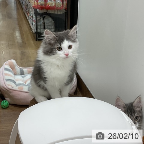 埼玉県のノルウェージャンフォレストキャット (ペッツワン 吉川美南店/2025年10月31日生まれ/男の子/ブルータビーホワイト)の子猫の4枚目の画像