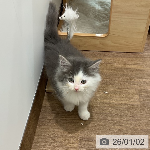 埼玉県のノルウェージャンフォレストキャット (ペッツワン 吉川美南店/2025年10月31日生まれ/男の子/ブルータビーホワイト)の子猫の3枚目の画像
