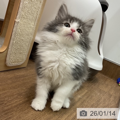 千葉県のノルウェージャンフォレストキャット (ペッツワン 千葉ニュータウン店/2025年10月31日生まれ/男の子/ブルータビーホワイト)の子猫の3枚目の画像